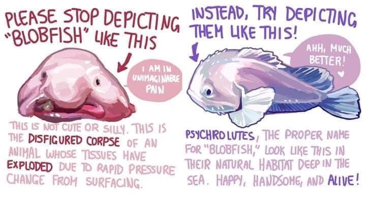 Justice for Blobfish Blank Meme Template