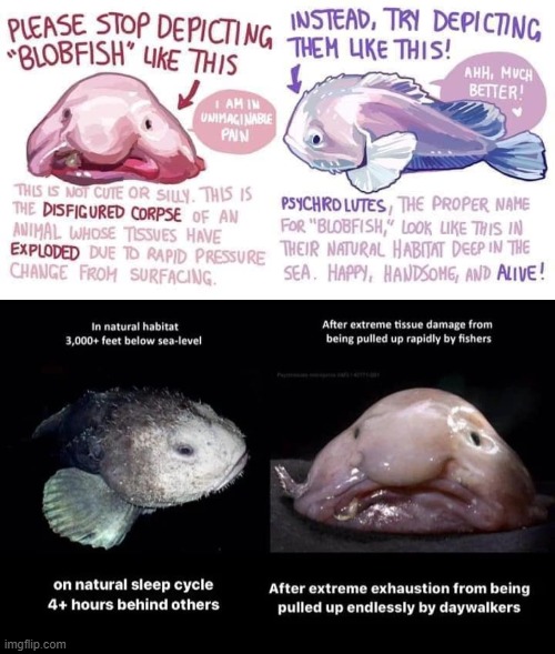 The Blobfish before and after the extreme tissue damage it suffers