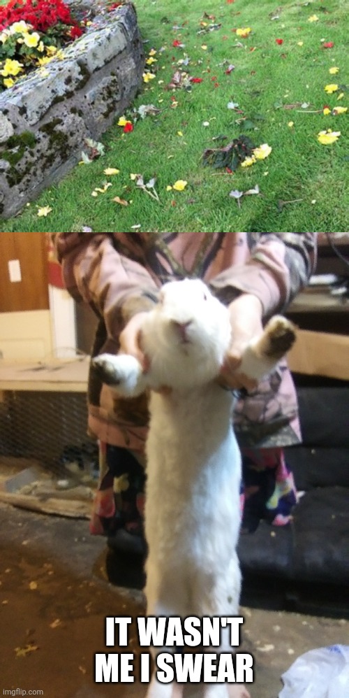 CAUGHT "DIRT" HANDED | IT WASN'T ME I SWEAR | image tagged in bunny,rabbit,messy,flowers | made w/ Imgflip meme maker