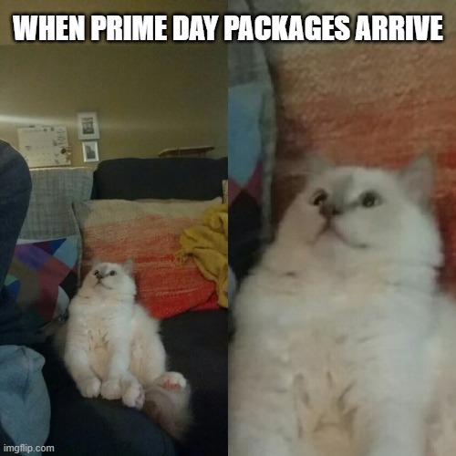 Prime Day | WHEN PRIME DAY PACKAGES ARRIVE | image tagged in cosmo surprise | made w/ Imgflip meme maker