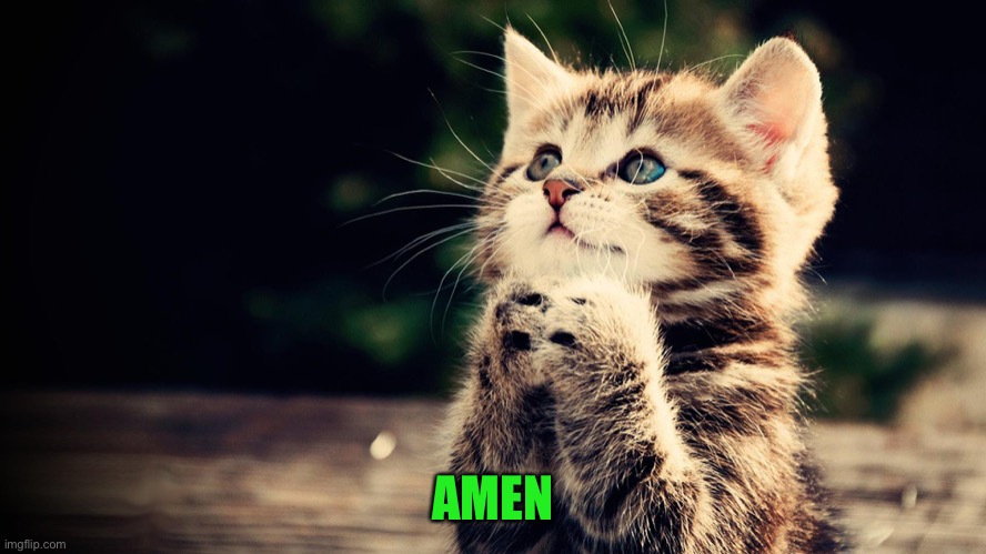 Praying cat | AMEN | image tagged in praying cat | made w/ Imgflip meme maker