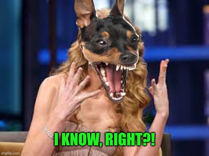 Taylor Swift OMG dog | I KNOW, RIGHT?! | image tagged in taylor swift omg dog | made w/ Imgflip meme maker
