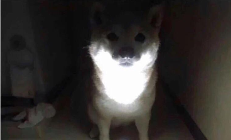 Shibe at 3AM Blank Meme Template