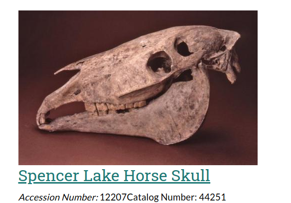 spencer lake horse skull Blank Meme Template