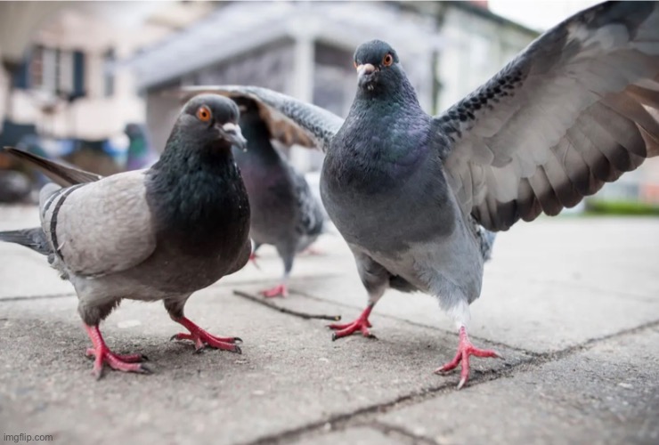 Pigeon Blank Meme Template