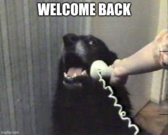 hello this is dog | WELCOME BACK | image tagged in hello this is dog | made w/ Imgflip meme maker