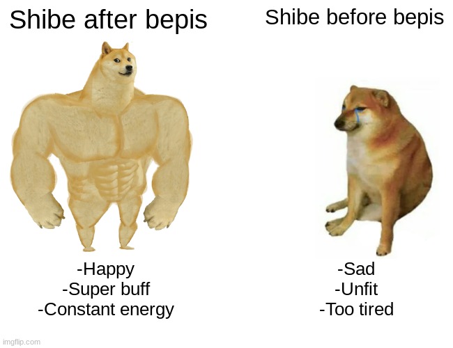 Buff Doge vs. Cheems | Shibe after bepis; Shibe before bepis; -Happy
-Super buff
-Constant energy; -Sad
-Unfit
-Too tired | image tagged in memes,buff doge vs cheems | made w/ Imgflip meme maker