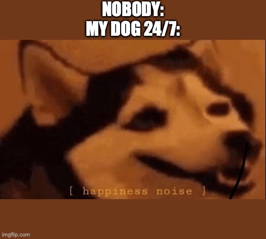 [happiness noise] |  NOBODY:
MY DOG 24/7: | image tagged in happiness noise | made w/ Imgflip meme maker