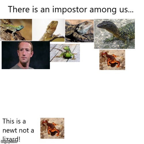 Impostor | image tagged in lizard,impostor | made w/ Imgflip meme maker