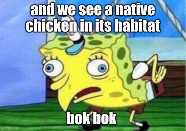 its a native chicken in is habitat | and we see a native chicken in its habitat; bok bok | image tagged in memes,mocking spongebob | made w/ Imgflip meme maker