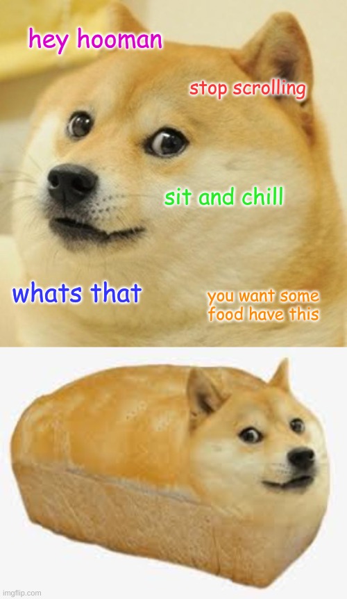 hey hooman; stop scrolling; sit and chill; whats that; you want some food have this | image tagged in memes,doge | made w/ Imgflip meme maker