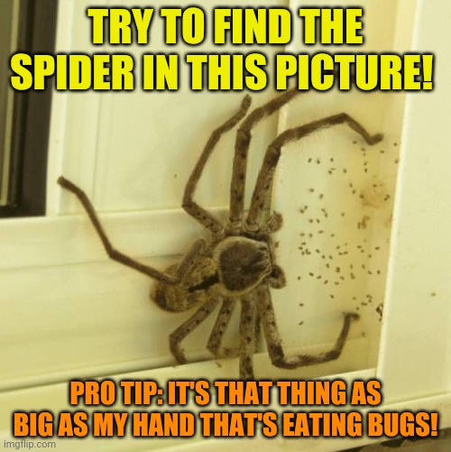 Try to find the spider! | TRY TO FIND THE SPIDER IN THIS PICTURE! PRO TIP: IT'S THAT THING AS BIG AS MY HAND THAT'S EATING BUGS! | image tagged in spider,monster,killer,bugs,poison | made w/ Imgflip meme maker