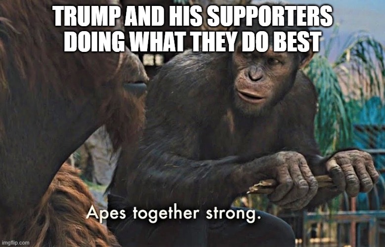 Apes Together Strong | TRUMP AND HIS SUPPORTERS DOING WHAT THEY DO BEST | image tagged in apes together strong,donald trump,trump supporters,monkeys,stop reading the tags,oof | made w/ Imgflip meme maker