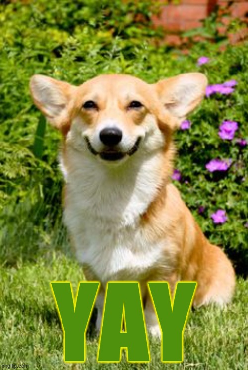 mischievous corgi  | YAY | image tagged in mischievous corgi | made w/ Imgflip meme maker