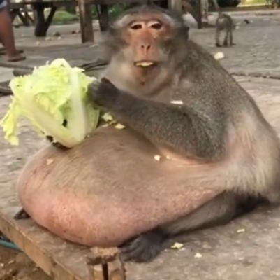 High Quality Lettuce Monkey Blank Meme Template