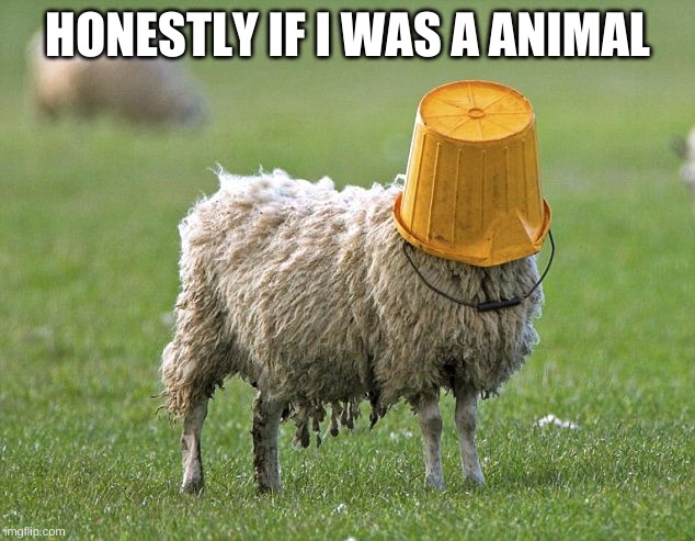 stupid sheep | HONESTLY IF I WAS A ANIMAL | image tagged in stupid sheep | made w/ Imgflip meme maker