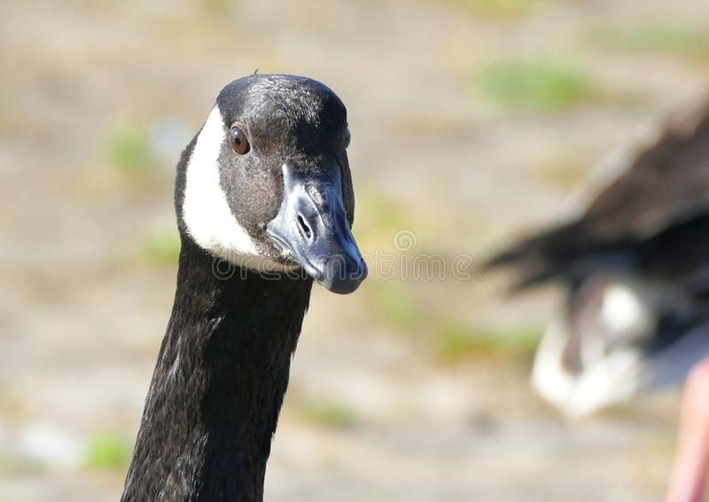 Serious Goose Blank Meme Template