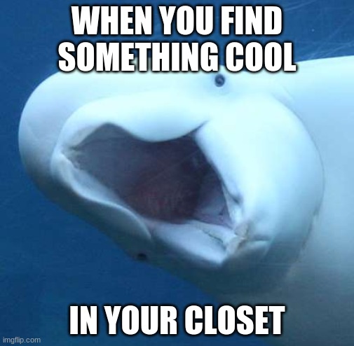 suprised beluga whale | WHEN YOU FIND SOMETHING COOL; IN YOUR CLOSET | image tagged in suprised beluga whale | made w/ Imgflip meme maker