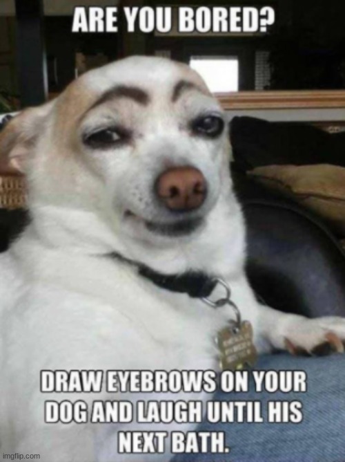 DON'T TRY THIS AT HOME KIDS | image tagged in dogs,eyebrows | made w/ Imgflip meme maker