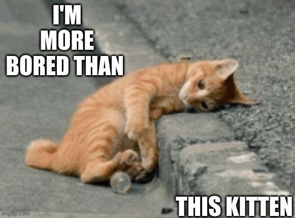 I hope he doesn't get run over! | I'M MORE BORED THAN; THIS KITTEN | image tagged in bored,cat,kitten | made w/ Imgflip meme maker
