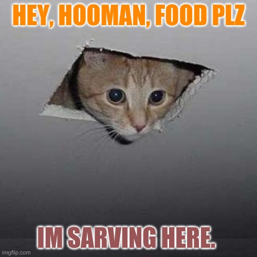 Ceiling Cat Meme | HEY, HOOMAN, FOOD PLZ; IM SARVING HERE. | image tagged in memes,ceiling cat | made w/ Imgflip meme maker