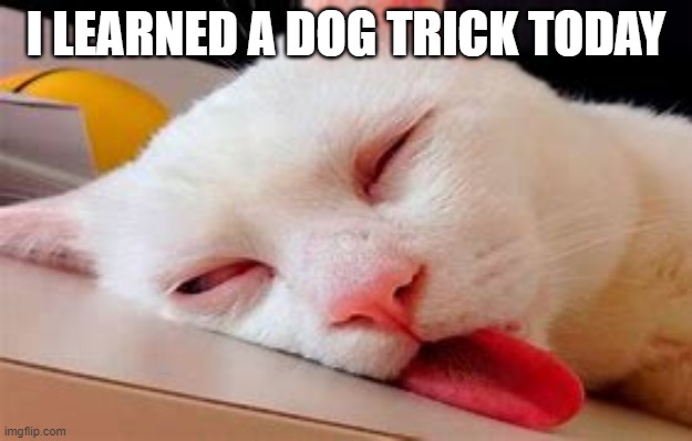 New trick | I LEARNED A DOG TRICK TODAY | image tagged in cat,cats,meme,memes | made w/ Imgflip meme maker