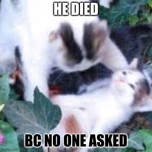 damn | HE DIED; BC NO ONE ASKED | image tagged in cats | made w/ Imgflip meme maker