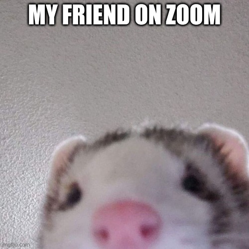 friend on zoom | MY FRIEND ON ZOOM | image tagged in pets | made w/ Imgflip meme maker