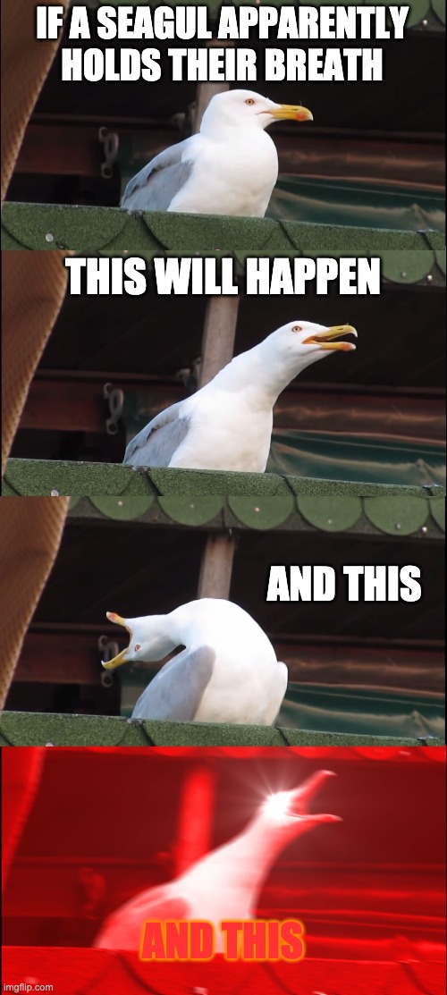 If a seagull holds its breath | IF A SEAGUL APPARENTLY HOLDS THEIR BREATH; THIS WILL HAPPEN; AND THIS; AND THIS | image tagged in memes,inhaling seagull | made w/ Imgflip meme maker