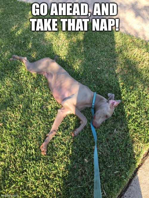 Napping Weim | GO AHEAD, AND TAKE THAT NAP! | image tagged in weim,weimaraner,funny,nap,dog,sleep | made w/ Imgflip meme maker