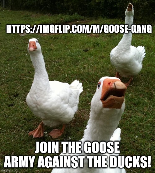 please start this meme war | HTTPS://IMGFLIP.COM/M/GOOSE-GANG; JOIN THE GOOSE ARMY AGAINST THE DUCKS! | image tagged in gang of geese,meme war,duck vs geese,attack the ducks,goose | made w/ Imgflip meme maker