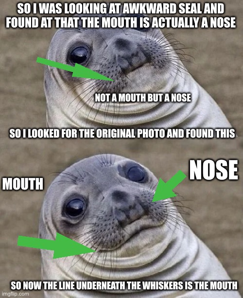 THE TRUTH BE TOLD | SO I WAS LOOKING AT AWKWARD SEAL AND FOUND AT THAT THE MOUTH IS ACTUALLY A NOSE; NOT A MOUTH BUT A NOSE; SO I LOOKED FOR THE ORIGINAL PHOTO AND FOUND THIS; NOSE; MOUTH; SO NOW THE LINE UNDERNEATH THE WHISKERS IS THE MOUTH | image tagged in awkward seal | made w/ Imgflip meme maker