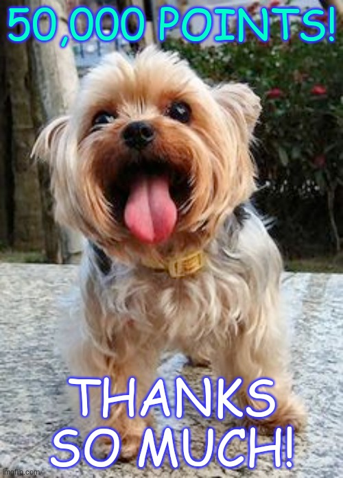 50k points | 50,000 POINTS! THANKS SO MUCH! | image tagged in dogs,cute,imgflip points | made w/ Imgflip meme maker
