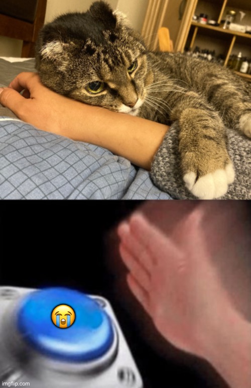 Not a Scottish fold, lost her ears to frostbite prior to entering the shelter | 😭 | image tagged in wholesome,cute cat,happy cat,cats,cat meme,my heart | made w/ Imgflip meme maker