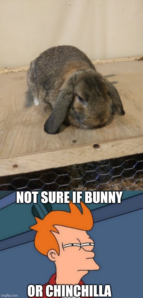 I LOVE MY LOP EARS | NOT SURE IF BUNNY; OR CHINCHILLA | image tagged in memes,futurama fry,bunny,rabbit | made w/ Imgflip meme maker