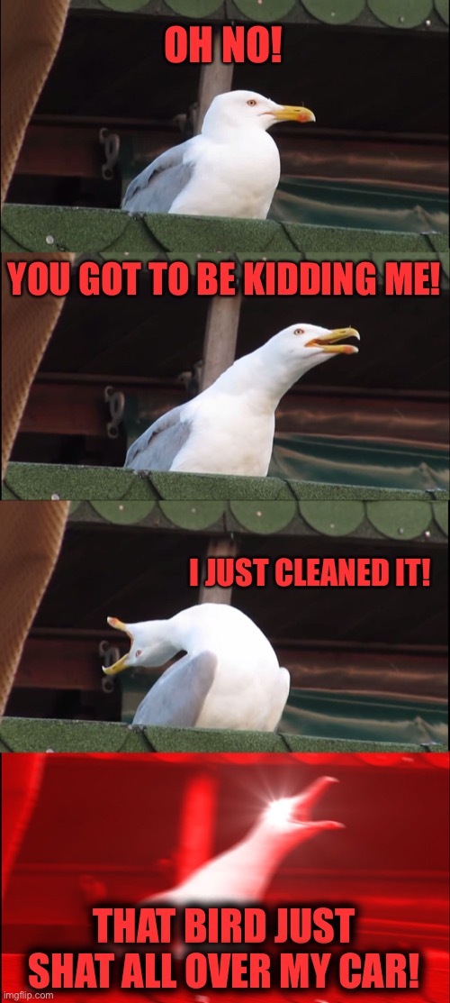 I shouldn’t have parked under that tree. | OH NO! YOU GOT TO BE KIDDING ME! I JUST CLEANED IT! THAT BIRD JUST SHAT ALL OVER MY CAR! | image tagged in memes,inhaling seagull,annoyed,funny | made w/ Imgflip meme maker