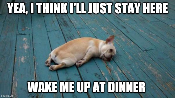 tired dog | YEA, I THINK I'LL JUST STAY HERE; WAKE ME UP AT DINNER | image tagged in tired dog,dog,sleepy | made w/ Imgflip meme maker