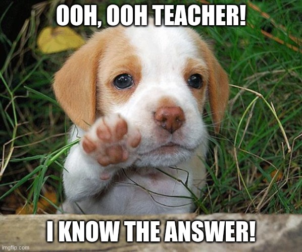Raise your hand | OOH, OOH TEACHER! I KNOW THE ANSWER! | image tagged in dog puppy bye | made w/ Imgflip meme maker