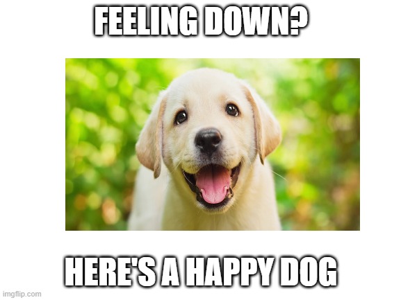 hope this makes someone smile | FEELING DOWN? HERE'S A HAPPY DOG | made w/ Imgflip meme maker