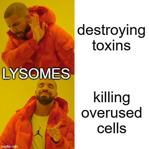Meme #1 | destroying toxins; LYSOMES; killing overused cells | image tagged in memes,drake hotline bling | made w/ Imgflip meme maker