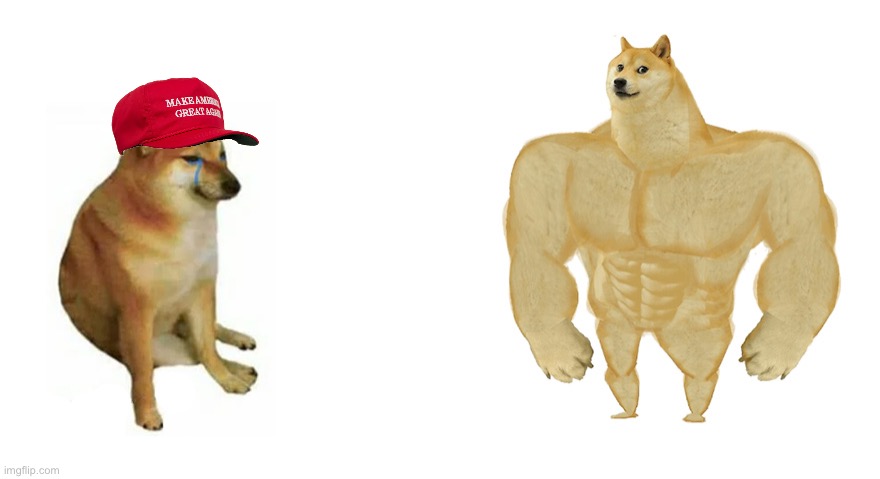High Quality Cheems MAGA hat vs. Swole Doge Blank Meme Template