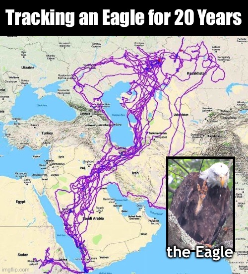 Tracking an Eagle for 20 Years; the Eagle | made w/ Imgflip meme maker