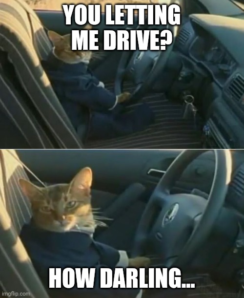 Boat Cat in Car | YOU LETTING ME DRIVE? HOW DARLING... | image tagged in boat cat in car | made w/ Imgflip meme maker