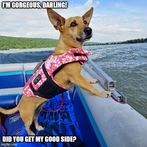 Did you get my good side? | I'M GORGEOUS, DARLING! DID YOU GET MY GOOD SIDE? | image tagged in dog on boat,cute dog,dogs pets funny,dog in lifejacket | made w/ Imgflip meme maker