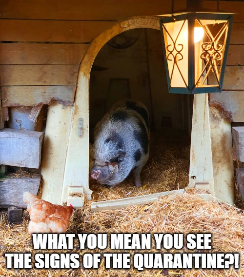 Me after 2 weeks at home | WHAT YOU MEAN YOU SEE THE SIGNS OF THE QUARANTINE?! | image tagged in coronavirus,fat | made w/ Imgflip meme maker