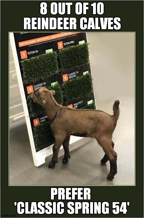 Grass Connoisseur | 8 OUT OF 10 REINDEER CALVES; PREFER; 'CLASSIC SPRING 54' | image tagged in fun,reindeer,grass | made w/ Imgflip meme maker