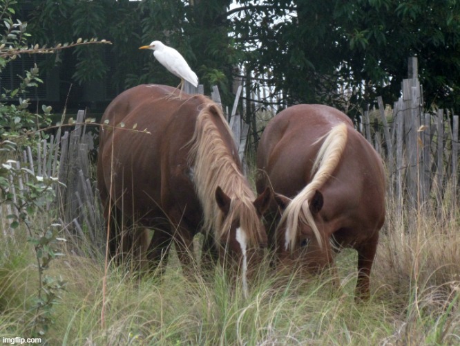 picture that i took from our vacation to the Outer Banks | image tagged in wild,horses,imposter,bird,messed up,hahaha | made w/ Imgflip meme maker