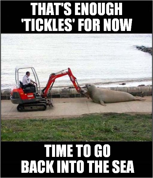 The Mechanised 'Tickle Monster' | THAT'S ENOUGH 'TICKLES' FOR NOW; TIME TO GO BACK INTO THE SEA | image tagged in fun,tickle,seals | made w/ Imgflip meme maker
