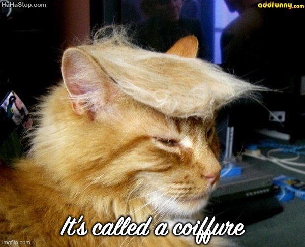 donald trump cat | It’s called a coiffure | image tagged in donald trump cat | made w/ Imgflip meme maker