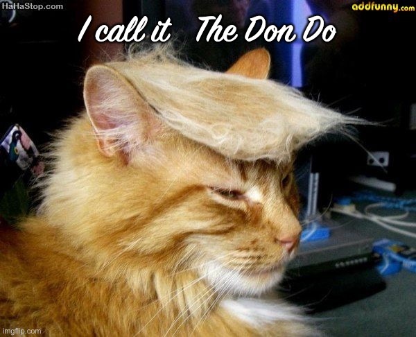 donald trump cat | I call it   The Don Do | image tagged in donald trump cat,cats | made w/ Imgflip meme maker
